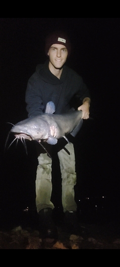 Channel Catfish