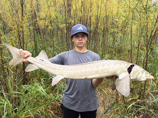 Lake Sturgeon