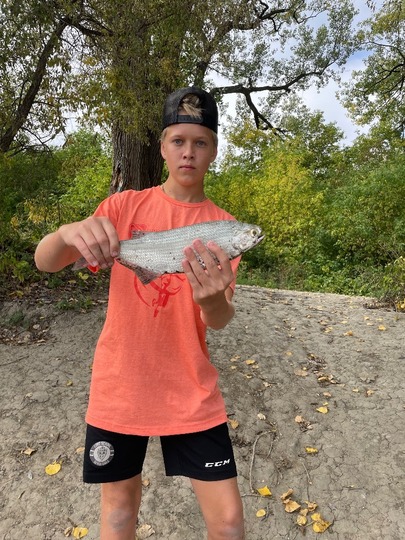 Goldeye