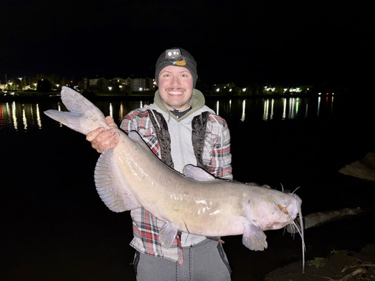 Channel Catfish
