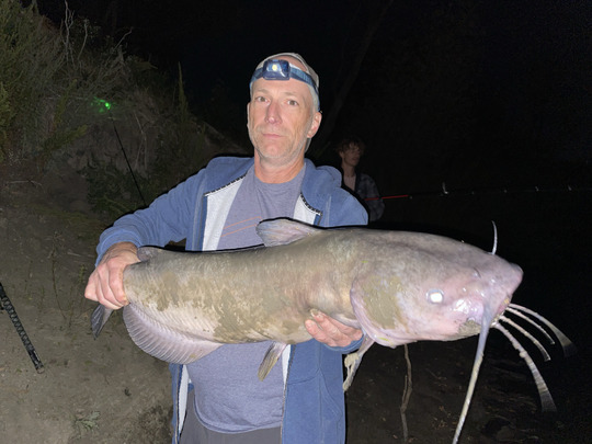 Channel Catfish