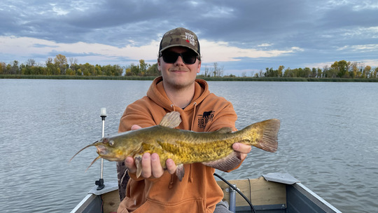 Bullhead