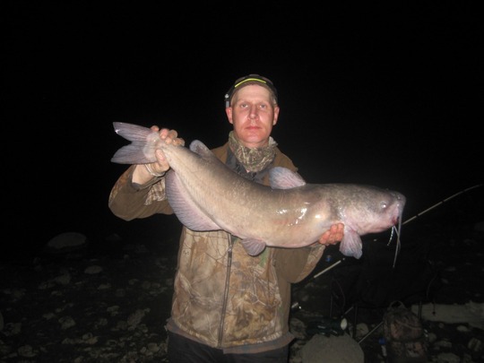 Channel Catfish