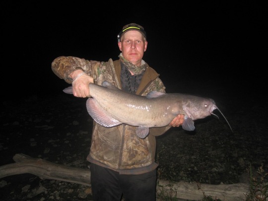 Channel Catfish