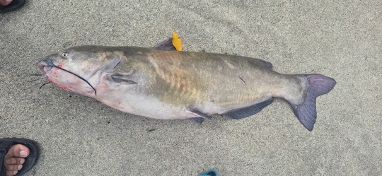 Channel Catfish
