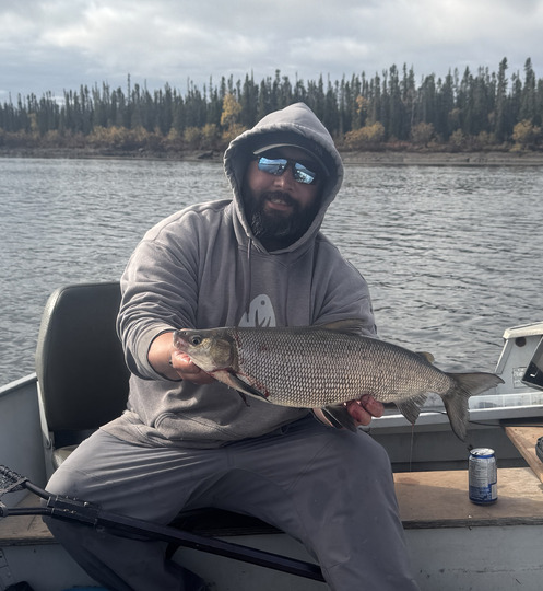 Lake Whitefish