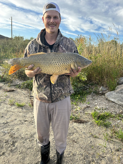 Common Carp
