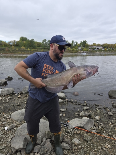 Channel Catfish