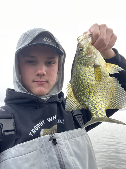 Black Crappie