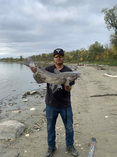 Channel Catfish