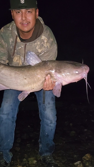 Channel Catfish
