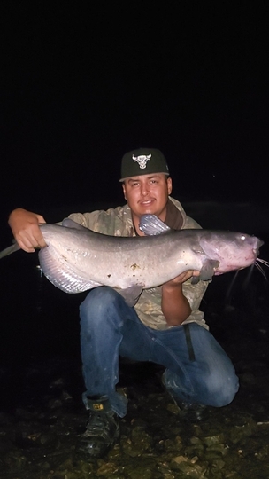Channel Catfish