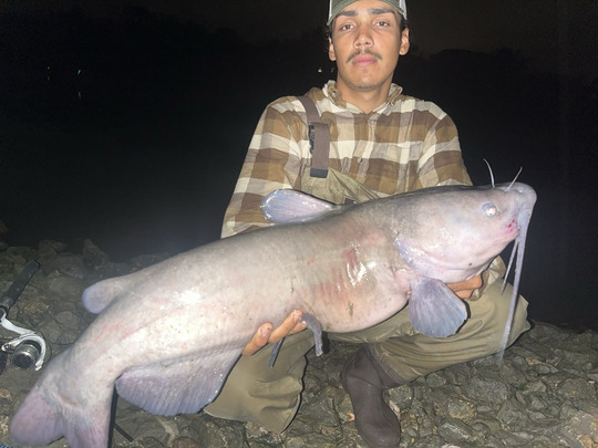 Channel Catfish
