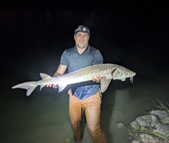 Lake Sturgeon
