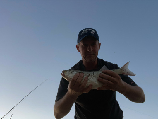 Goldeye