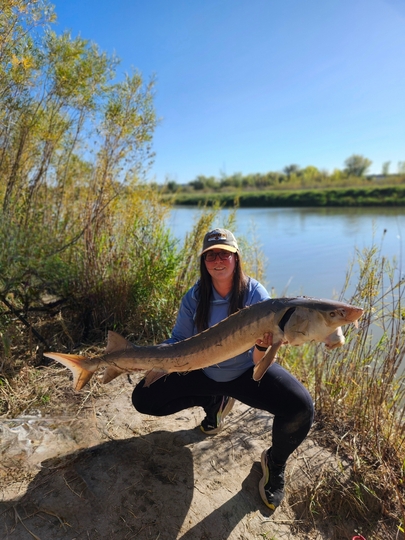 Lake Sturgeon