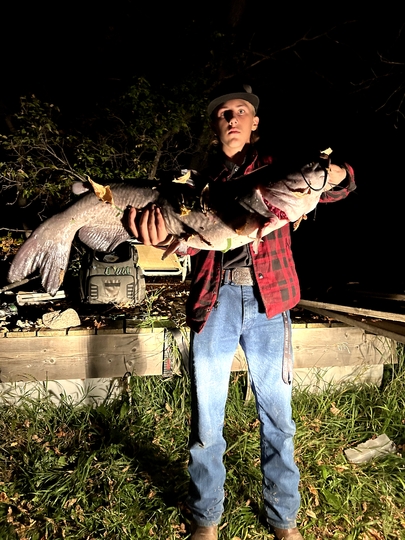 Channel Catfish