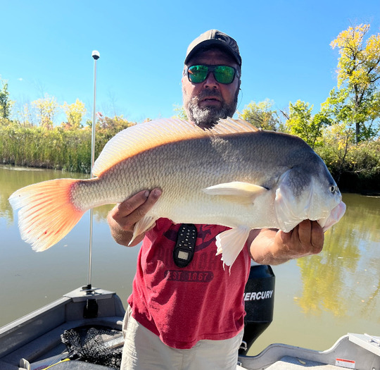Freshwater Drum