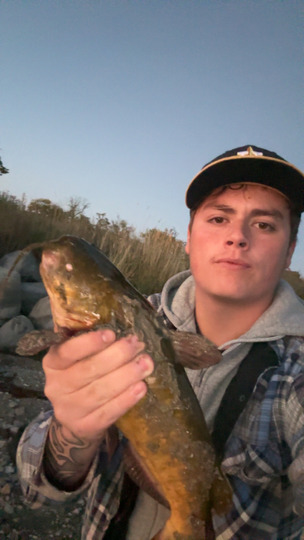 Bullhead