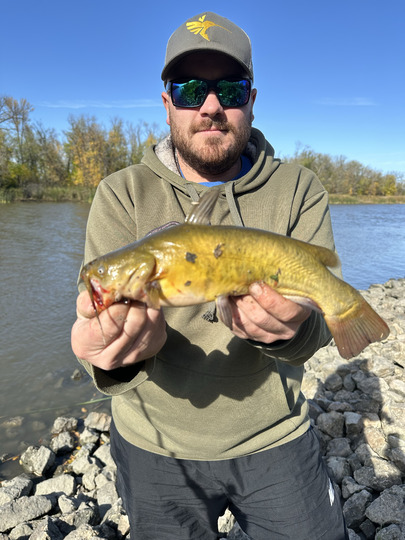 Bullhead