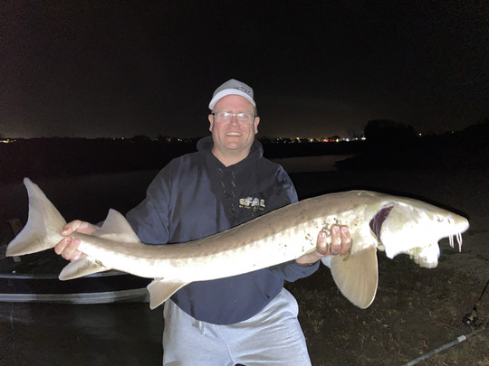 Lake Sturgeon