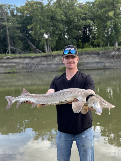 Lake Sturgeon