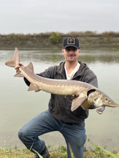 Lake Sturgeon