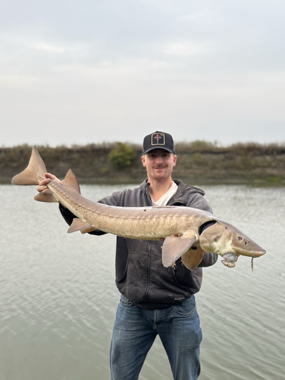 Lake Sturgeon