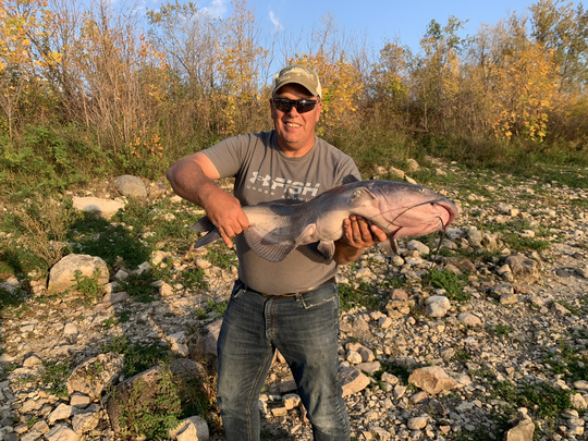 Channel Catfish