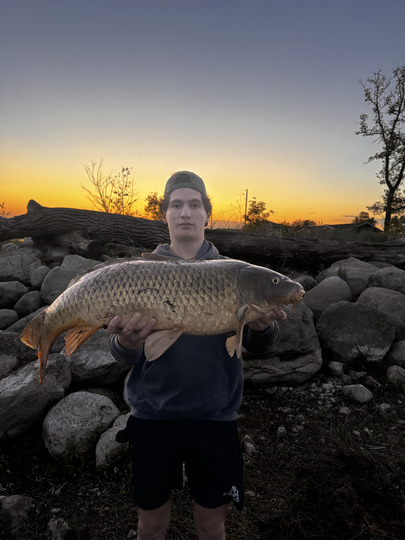 Common Carp