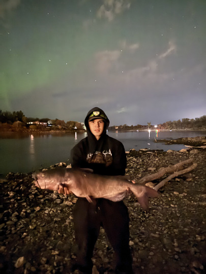 Channel Catfish