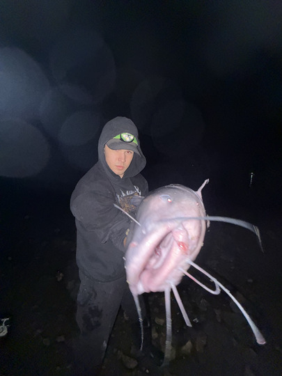 Channel Catfish