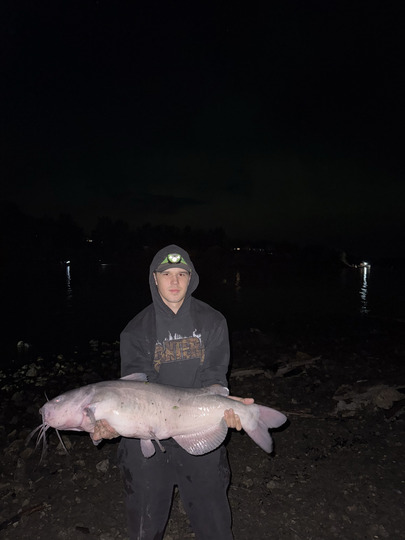 Channel Catfish