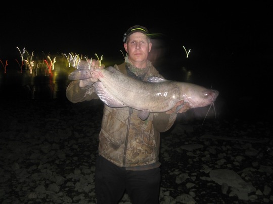 Channel Catfish