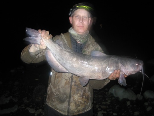 Channel Catfish