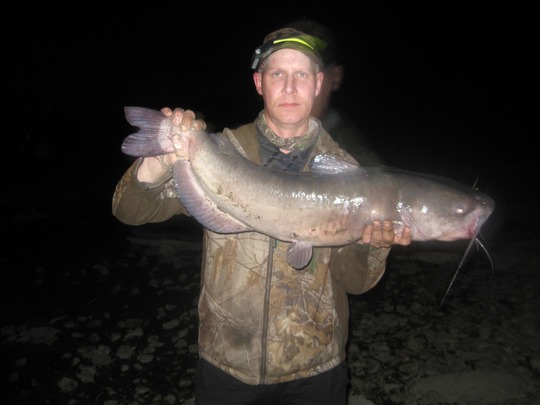 Channel Catfish
