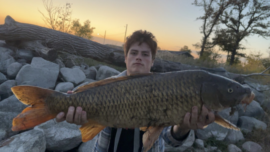 Common Carp