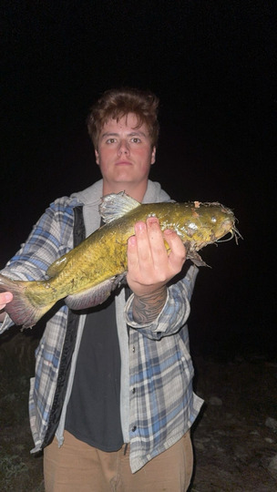 Bullhead