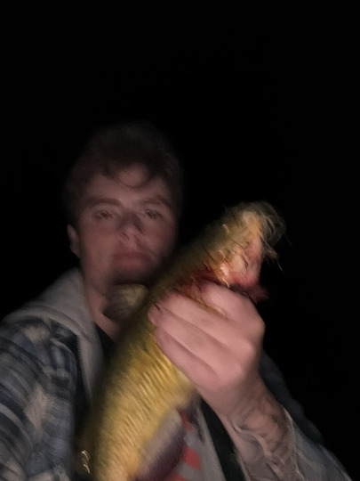 Bullhead