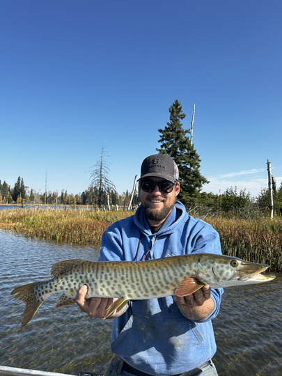 Muskellunge