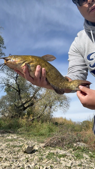 Bullhead