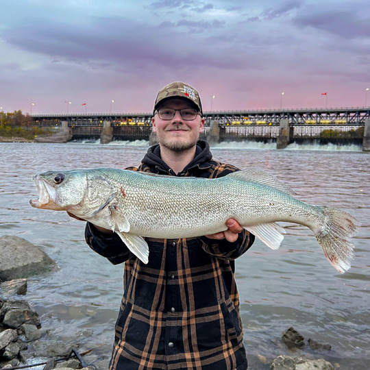 Walleye