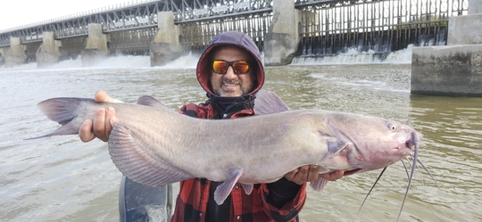 Channel Catfish