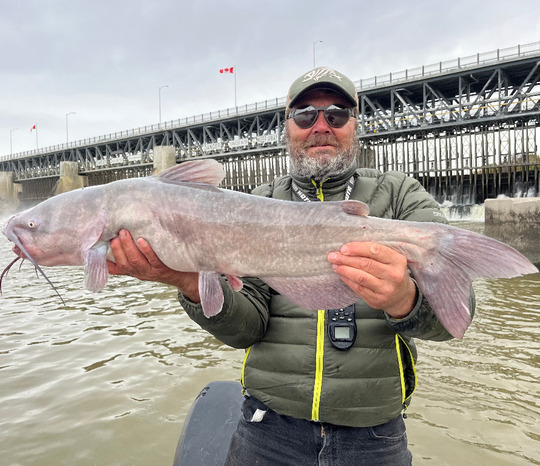 Channel Catfish