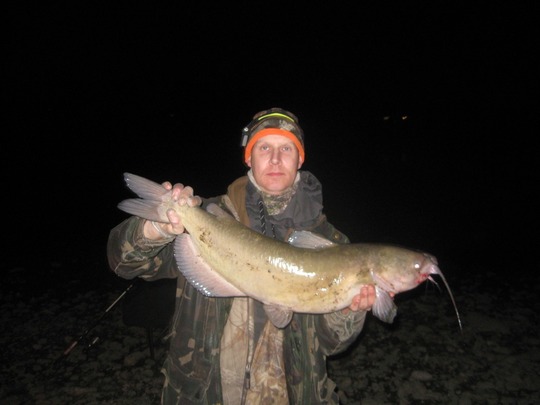 Channel Catfish