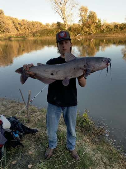Channel Catfish