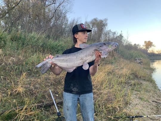 Channel Catfish
