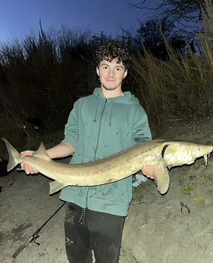 Lake Sturgeon