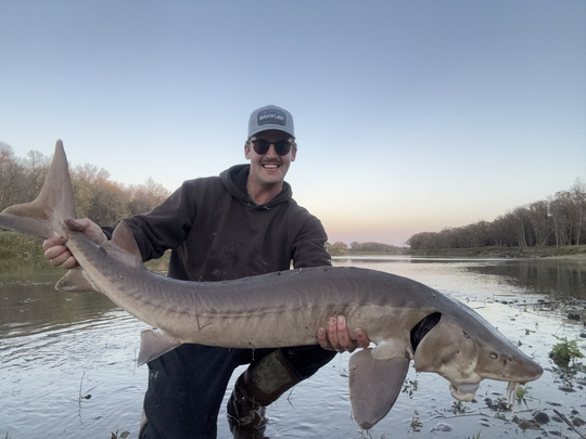 Lake Sturgeon