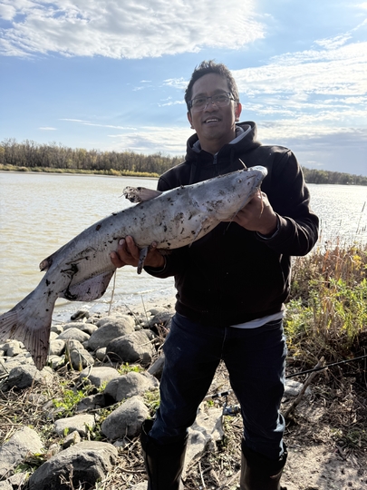 Channel Catfish
